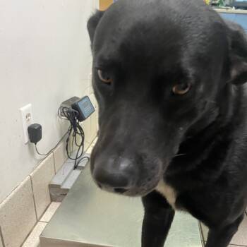 Rescue Mixed Breed Dogs for Adoption in Charleston, West Virginia - Colton | PetCurious