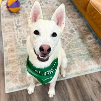Sid Smitty Guaranteed to Leave you Smitten -  Husky Dog for Adoption in Friendswood, Texas - Sid Smitty Guaranteed To Leave You Smitten | PetCurious