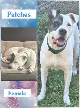 Patches -  Boxer Dog for Adoption in Manchester, Connecticut - Patches | PetCurious