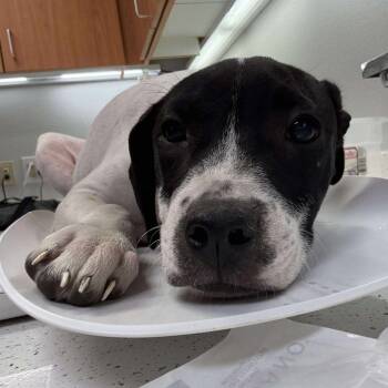 Rescue Pit Bull Terrier Dogs for Adoption in Wichita, Kansas - Dutches | PetCurious