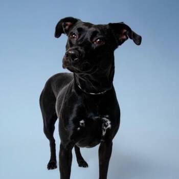 Missy -  Mixed Breed Dog for Adoption in Knoxville, Tennessee - Missy | PetCurious
