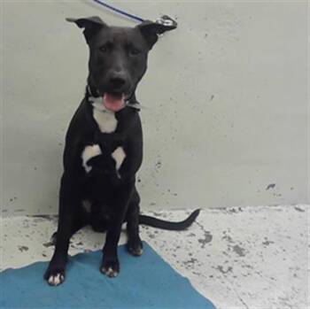 Labrador Retriever and Pit Bull Terrier Dogs Available for Adoption in Houston, Texas - A2070140 | PetCurious