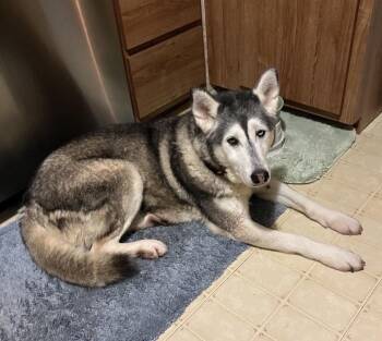 Siberian Husky Dogs Available for Adoption - Zuzu | PetCurious