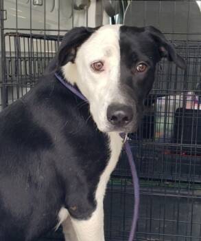 Rescue Terrier and Mixed Breed Dogs for Adoption in West Memphis, Arkansas - Heloise | PetCurious