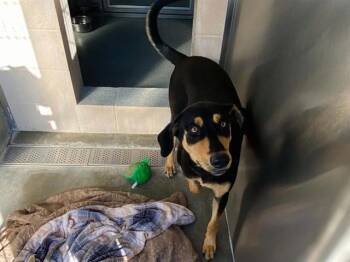 JIM -  Doberman Pinscher and Mixed Breed Dog for Adoption in Tustin, California - JIM | PetCurious
