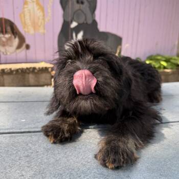 Watermelon -  Poodle and Mixed Breed Dog for Adoption in Madison, Wisconsin - Watermelon | PetCurious