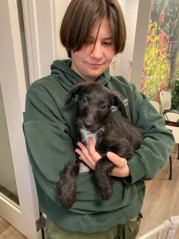 Rescue Standard Poodle and American Bulldog Dogs for Adoption in New Milford, Connecticut - Morticia | PetCurious