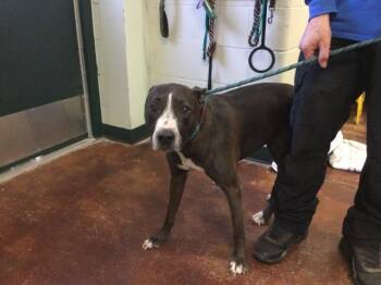 Rescue Pit Bull Terrier Dogs for Adoption in Thousand Palms, California - BABY | PetCurious