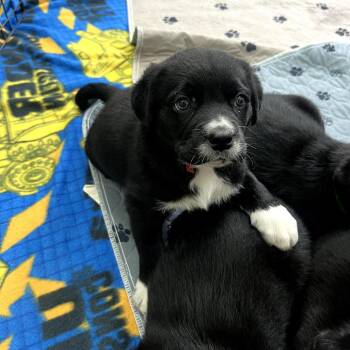 Shepherd Dogs Available for Adoption in Fayetteville, Arkansas - Cilantro | PetCurious