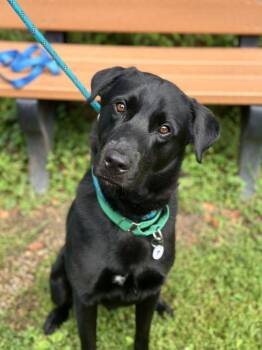 Chino -  Mixed Breed Dog for Adoption in Alexandria, Virginia - Chino | PetCurious