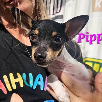 Pippa -  Miniature Pinscher and Mixed Breed Dog for Adoption in Corpus Christi, Texas - Pippa | PetCurious