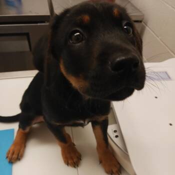 Rescue Rottweiler Dogs for Adoption in Corpus Christi, Texas - Ryker (Cailou) | PetCurious