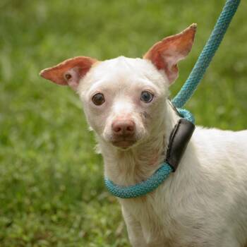 Rescue Chihuahua Dogs for Adoption in Lambertville, New Jersey - Matt | PetCurious
