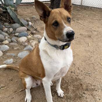 Maizy -  Australian Cattle Dog Blue Heeler Dog for Adoption in Oro Valley, Arizona - Maizy | PetCurious