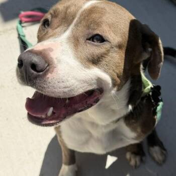 Carlton -  Pit Bull Terrier Dog for Adoption in Chicago, Illinois - Carlton | PetCurious