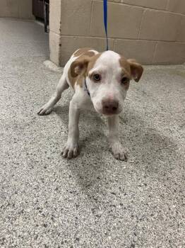 Rescue Pit Bull Terrier Dogs for Adoption in Conroe, Texas - A420494 | PetCurious