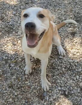 Rescue Pit Bull Terrier Dogs for Adoption in Staley, North Carolina - Liberty | PetCurious