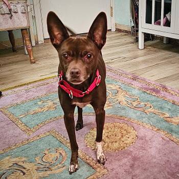 Nixie (WA) -  Rat Terrier Dog Available for Adoption in Atlanta, Georgia - Nixie (WA) | PetCurious