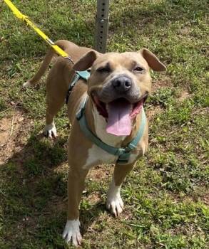Turkey -  Pit Bull Terrier and Mixed Breed Dog for Adoption in Atlanta, Georgia - Turkey | PetCurious