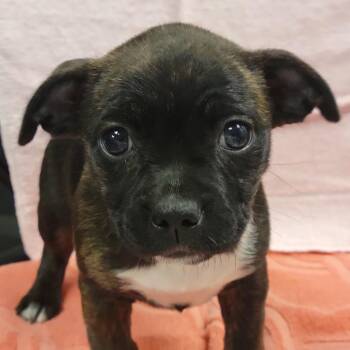 Mixed Breed Dogs Available for Adoption - Alice | PetCurious