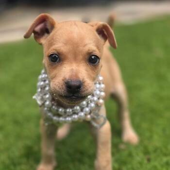 Gidget FJ -  Mixed Breed Dog for Adoption in Austin, Texas - Gidget FJ | PetCurious