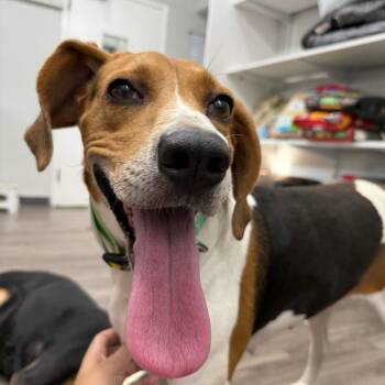 Rosemarie -  Hound Dog for Adoption in Fairfax Station, Virginia - Rosemarie | PetCurious