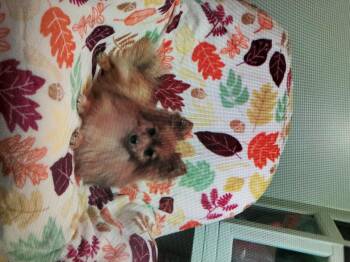 Pomeranian Dogs Available for Adoption in Franklin, Tennessee - Sandy | PetCurious