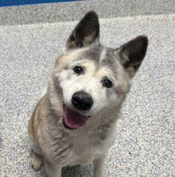 Rescue Akita Dogs for Adoption in Golden, Colorado - Edwina | PetCurious