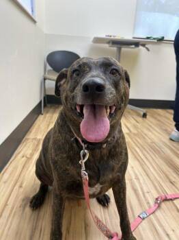 Tenny -  Mixed Breed Dog for Adoption in Raleigh, North Carolina - Tenny | PetCurious