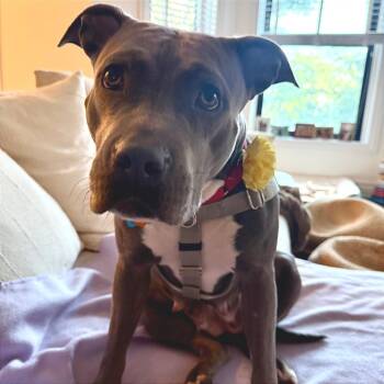 Nelly -  Pit Bull Terrier and Mixed Breed Dog for Adoption in Chicago, Illinois - Nelly | PetCurious