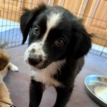 Blackout Brew -  Mixed Breed Dog for Adoption in Fredericksburg, Virginia - Blackout Brew | PetCurious