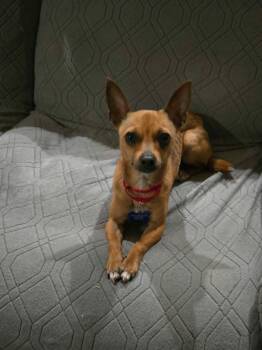 Canela -  Chihuahua Dog for Adoption in De Pere, Wisconsin - Canela | PetCurious