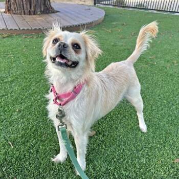 Casserole -  Spaniel and Pug Dog for Adoption in Walnut Creek, California - Casserole | PetCurious