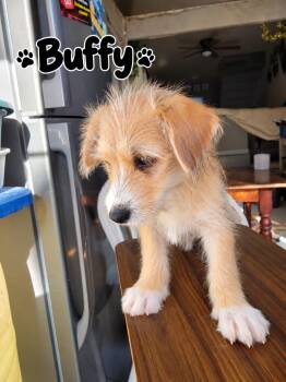 Buffy -  Terrier Dog for Adoption in Poway, California - Buffy | PetCurious