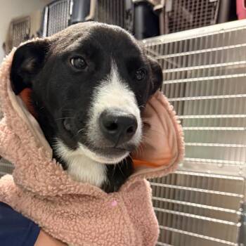 Mixed Breed Dogs Available for Adoption in Charleston, West Virginia - Lilac | PetCurious