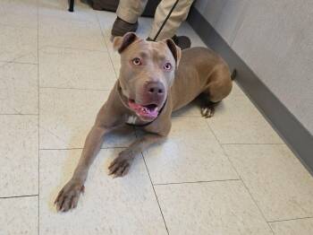 Amerie -  Pit Bull Terrier Dog for Adoption in Trenton, New Jersey - Amerie | PetCurious