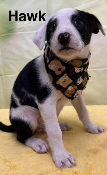 Hound and Labrador Retriever Dogs Available for Adoption in Harrison City, Pennsylvania - Hawk | PetCurious