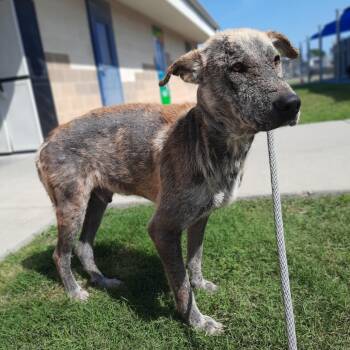 Tahoe -  German Shepherd Dog Dog for Adoption in Corpus Christi, Texas - Tahoe | PetCurious