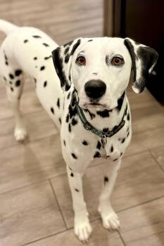 Rescue Dalmatian Dogs for Adoption in Ranger, Georgia - Asher | PetCurious