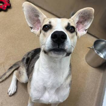 Peppercorn GCH -  Catahoula Leopard Dog Dog for Adoption in Rockaway, New Jersey - Peppercorn GCH | PetCurious