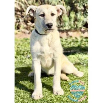Labrador Retriever and Terrier Dogs Available for Adoption in Inglewood, California - Alexi COH | PetCurious
