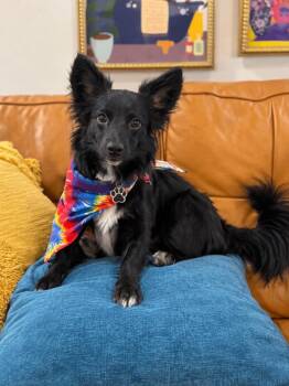 Frog the Swamp Prince -  Chihuahua and Border Collie Dog for Adoption in Friendswood, Texas - Frog The Swamp Prince | PetCurious