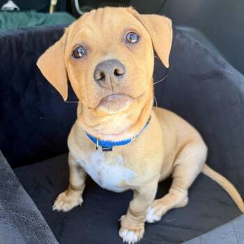 Rye -  Chiweenie and Mixed Breed Dog for Adoption in Pelham, New Hampshire - Rye | PetCurious