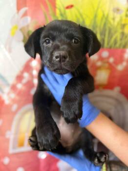 Poppy (AL) -  Labrador Retriever Dog for Adoption in New York, New York - Poppy (AL) | PetCurious