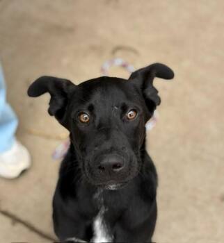 TAJIN -  German Shepherd Dog and Mixed Breed Dog for Adoption in Tulsa, Oklahoma - TAJIN | PetCurious