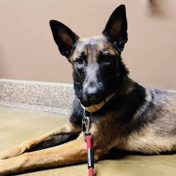 Megan -  Belgian Shepherd Malinois and Shepherd Dog for Adoption in Santa Monica, California - Megan | PetCurious