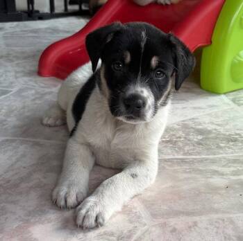 Labrador Retriever Dogs Available for Adoption in Newport, Kentucky - Homestead | PetCurious