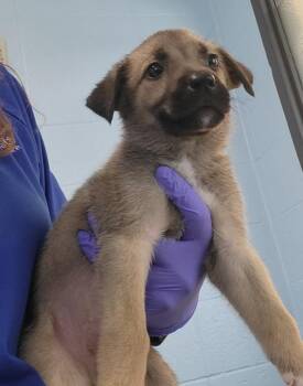 Pen 225 Floyd -  Shepherd Dog for Adoption in Lawrenceville, Georgia - Pen 225 Floyd | PetCurious