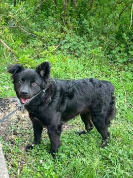 Border Collie Dogs Available for Adoption - Pepper | PetCurious