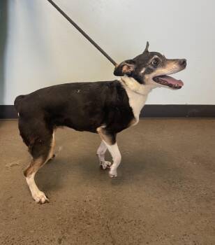 Lily -  Rat Terrier Dog for Adoption in Mishawaka, Indiana - Lily | PetCurious
